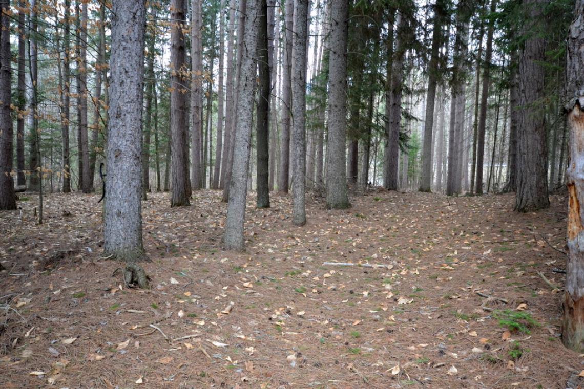 0.46 Acres, Maebar Road, Minden Hills