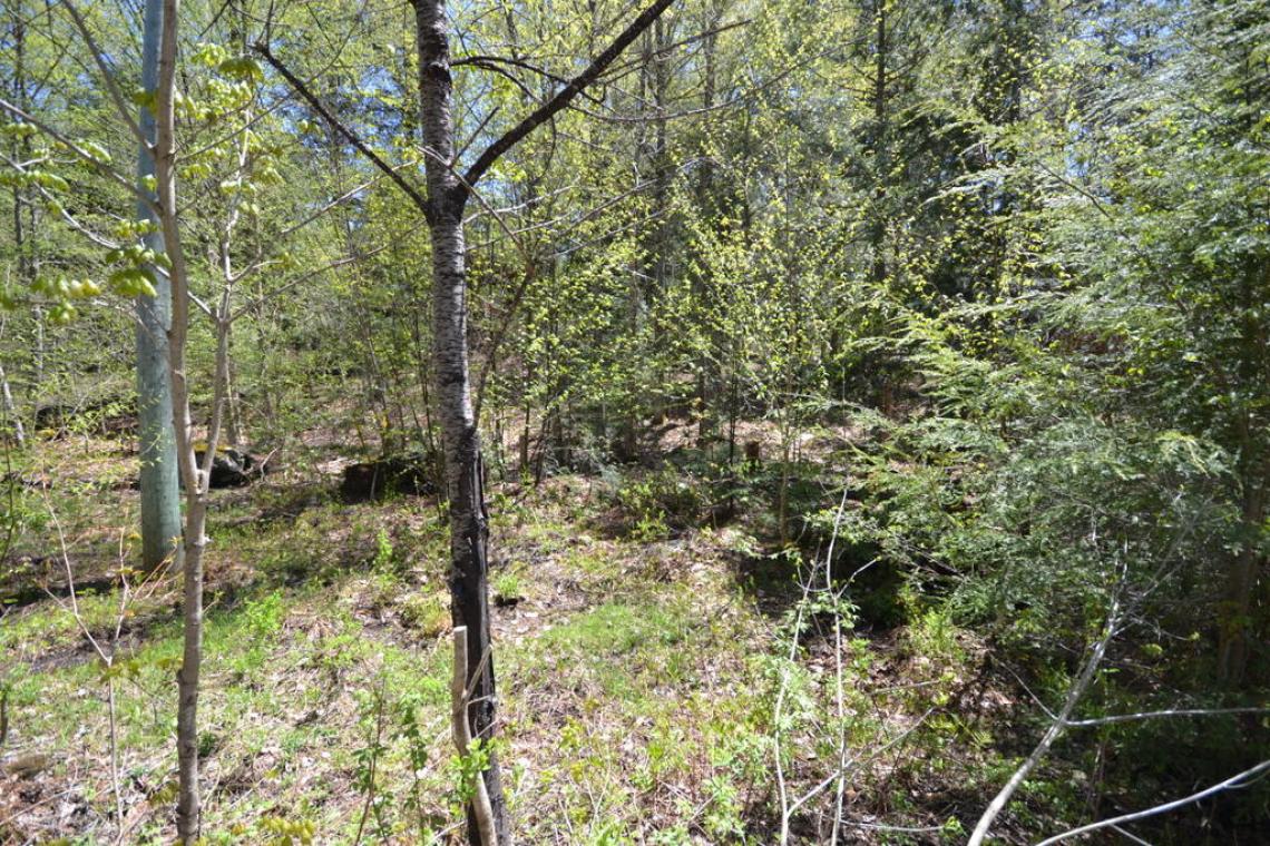 2.4 Acres, Basshaunt Lake Road, Eagle Lake