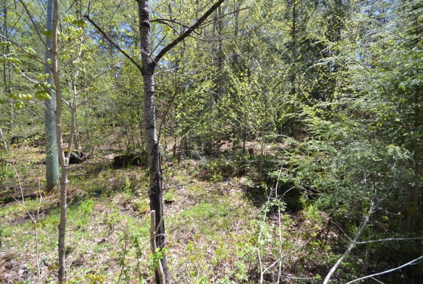 2.4 Acres, Basshaunt Lake Road, Eagle Lake thumbnail