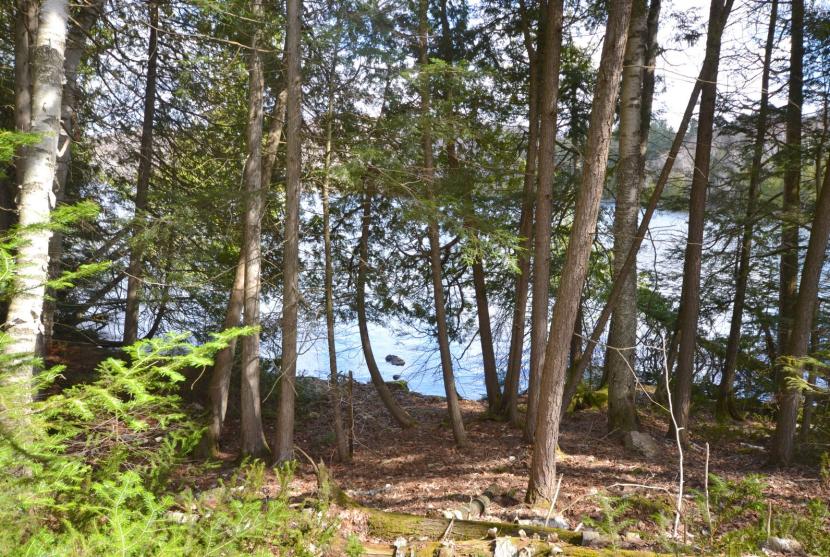 52 Acres, Periwinkle Trail, Denna Lake, Minden thumbnail